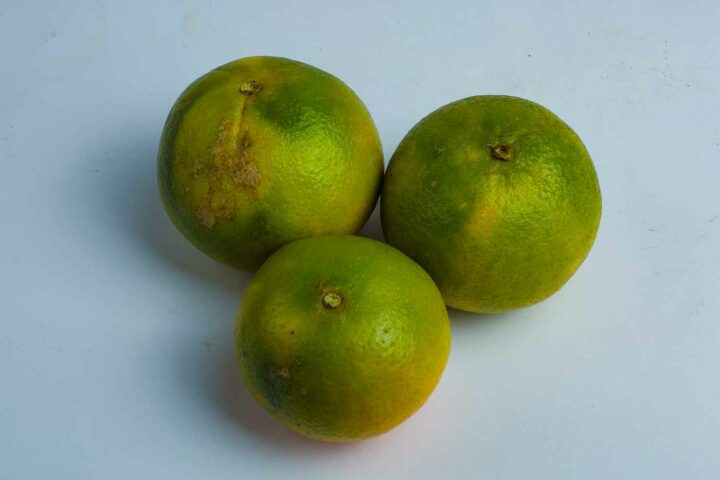 Greenspoon Kenya Oranges