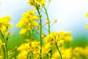 pure mountain oil thumb