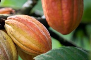 the chocolate bar thumb