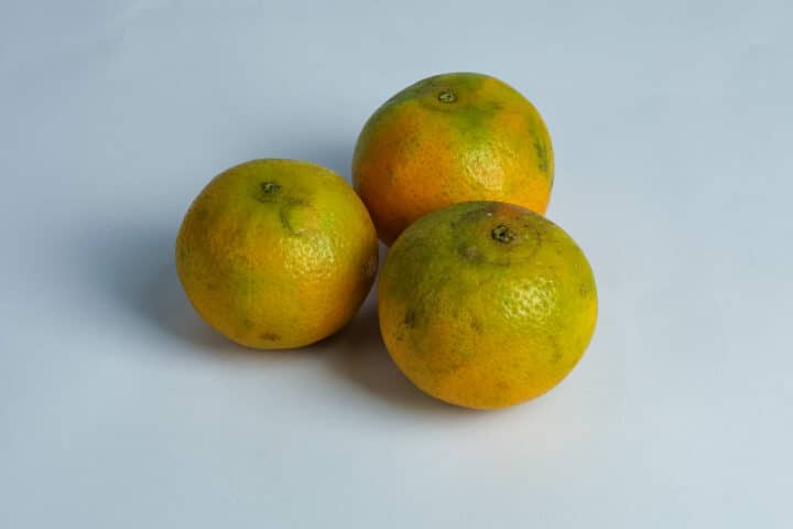 Greenspoon Kenya Pixie Oranges