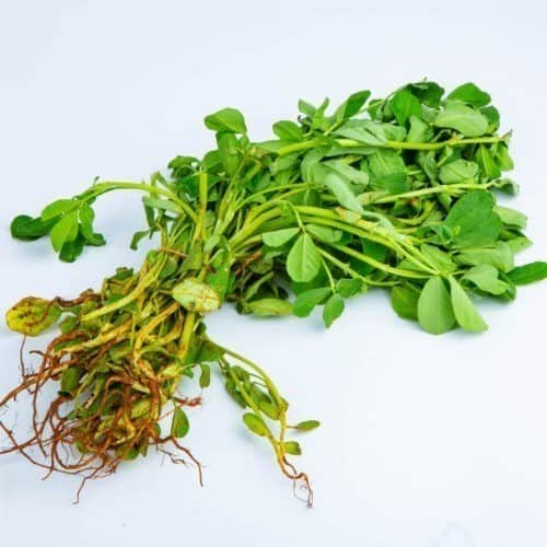 Greenspoon Fenu Greek Methi Kwik Basket