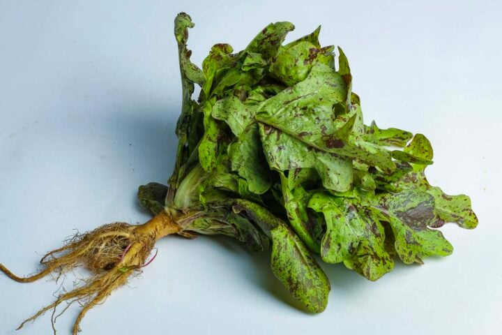 Greenspoon Kenya Bicolour Oakleaf Lettuce Ecoscapes
