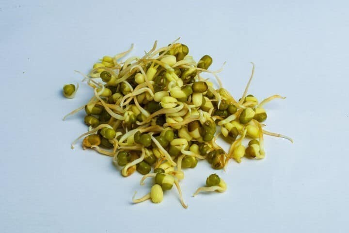 Greenspoon Kenya Green Lentil Sprouts