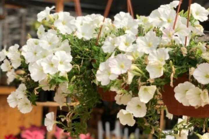 Greenspoon The Flower Factory Hanging Baskets Petunia
