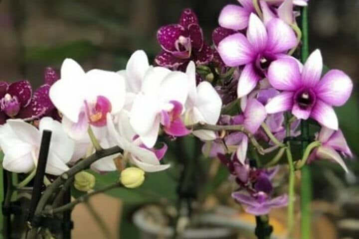 Greenspoon The Flower Factory – Orchids