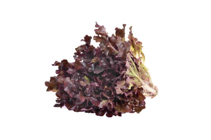 soft purple lettuce min scaled