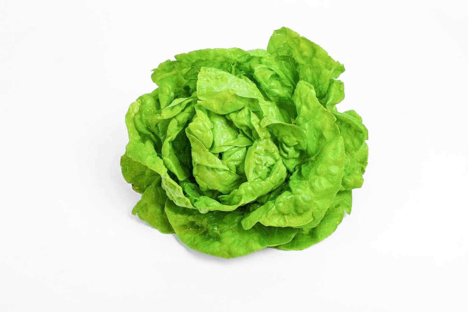 ForestFoods Certified Organic Butterhead Lettuce – Piece