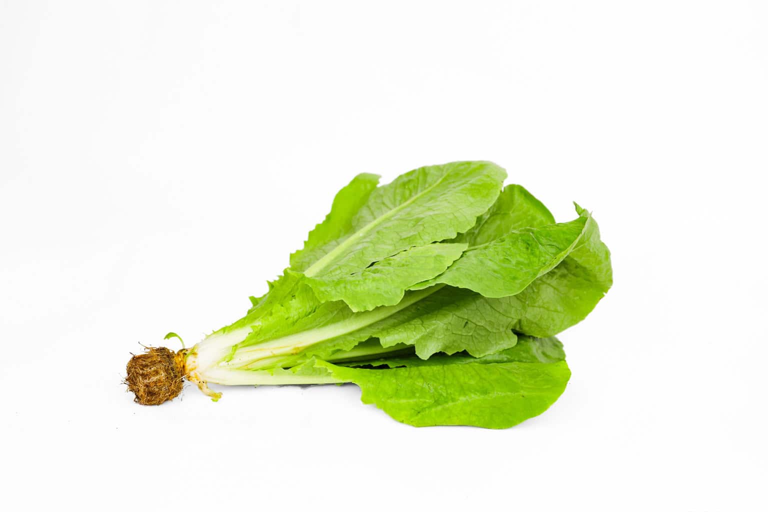 Organic (Aquaponic) Romaine Lettuce (Head)