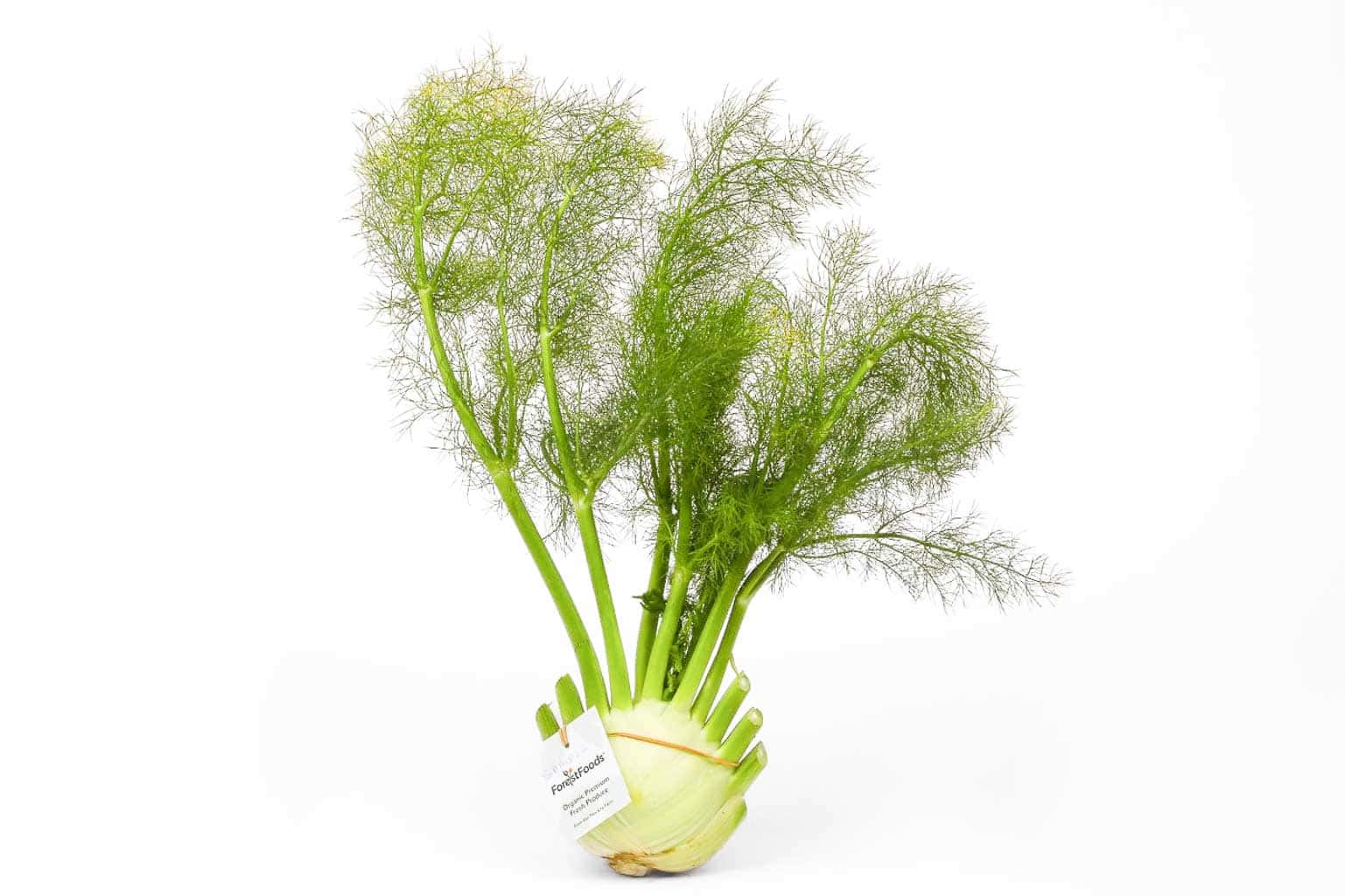 ForestFoods Certified Organic Fennel – 1 Piece