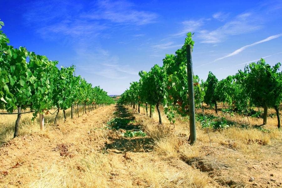 Uva Wines