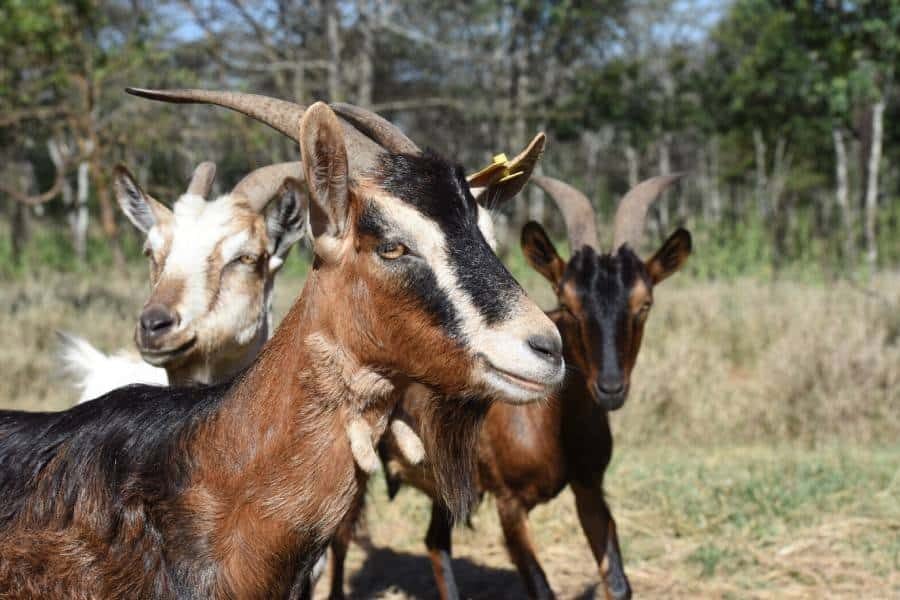 kulal goats thumb