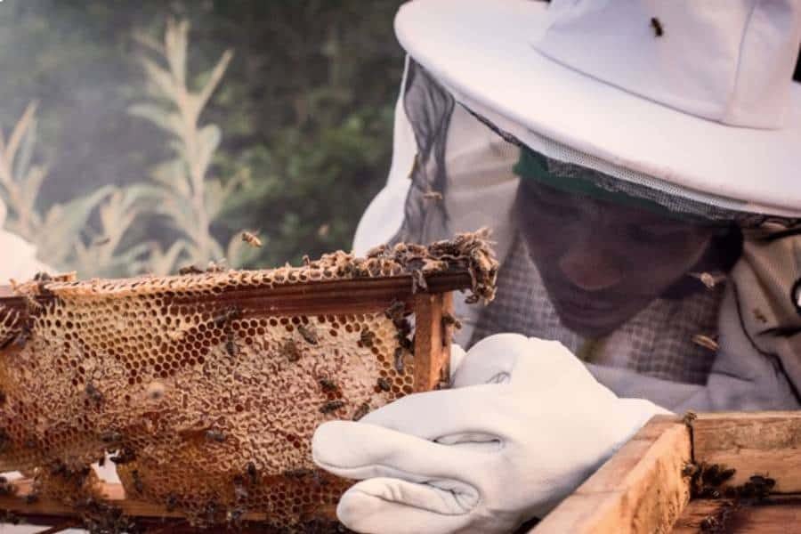 mukutan honey thumb