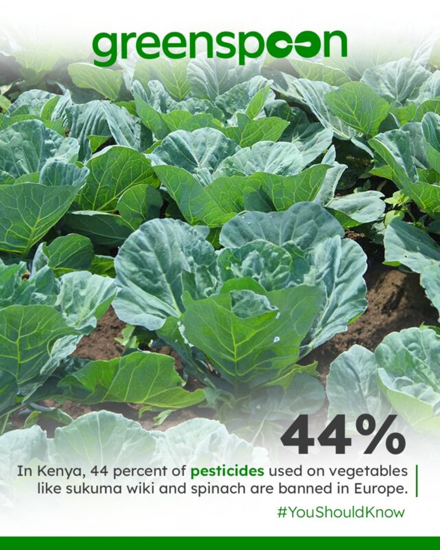 #youshouldknow. There is a high chance the groceries 🌽🍅 you buy at the market have been grown using highly hazardous pesticides. HHPs are a class of chemical substances that are notoriously dangerous to both human health and the environment. 🌱⁠
⁠
🚜 76 percent of the total volume of pesticides sold in Kenya contain one or more active HHP ingredients 🌾 with 44% of these being banned in the UK, and recently the US.⁠
⁠
 Acute poisoning from HHPs can cause nausea, vomiting, and respiratory distress 😰 while prolonged exposure leads to cancer, reproductive disorders, and neurotoxicity. 🌿 ⁠
⁠
HHPs also affect our environment, wildlife 🦁, ecosystems, and can also lead to the development of pesticide-resistant pests. 🚫⁠
⁠
At Greenspoon, we take the time to vet our grocery 🫑🥬 suppliers and ensure that your food has been grown safely! 🥦This means that the food you consume is good for both you and the planet!🌍️⁠
⁠
Link to research in bio.⁠
⁠
————————————⁠
⁠
🏍 GreenspoonGo: We are now open 7 days a week until 5 pm for delivery within 3 hours!⁠
⁠
📱 Download our app to enjoy our honestly delicious collection at the touch of a button! 😎⁠
⁠
🚛 We deliver free* 7 days a week and with a big smile 😁⁠
⁠
🍅 We now have 3000+ honestly delicious products waiting for you! 🍩 🍳 🍻⁠
⁠
⁠👩🏾‍🔬 We research every product on quality, food safety and environmental impact, so you don't have to!⁠
⁠
💸 Better product without breaking the bank!! We price-match with the shops you know! ✅⁠
⁠
🆘 Something wrong? We will refund you same day 🌟⁠
⁠
🇰🇪 Shop local -> shop green 🌿 and support Kenyan entrepreneurs ⁠
⁠
⏩ www.greenspoon.co.ke ⏪⁠
⁠
Good for you, good for the planet 🌍⁠
⁠
*Orders above 5,000 KES⁠
⁠
⁠