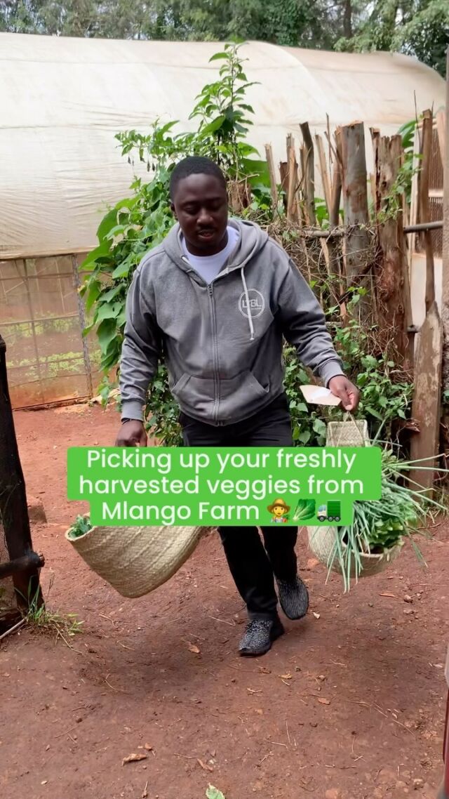 Did you know that your veggies are harvested after you place an order? 😃 

At Greenspoon, we’re committed to delivering the freshest, organically grown produce possible! 🌱 We’ve partnered up with farms like @mlangofarm to ensure you have access to the best quality.

Click the link in bio to explore and enjoy the goodness! 🛒

—————————————————————

🏍 GreenspoonGo: We are now open 7 days a week until 7 pm for delivery within 3 hours!

📱 Download our app to enjoy our honestly delicious collection at the touch of a button! 😎⁠
⁠
🚛 We deliver free* 7 days a week and with a big smile 😁⁠
⁠
🍅 We now have 3500+ honestly delicious products waiting for you! 🍩 🍳 🍻⁠

⁠👩🏾‍🔬 We research every product on quality, food safety and environmental impact, so you don’t have to!

💸 Better product without breaking the bank!! We price-match with the shops you know! ✅⁠
⁠
🆘 Something wrong? We will refund you same day 🌟⁠
⁠
🇰🇪 Shop local -> shop green 🌿 and support Kenyan entrepreneurs ⁠
⁠
⏩ www.greenspoon.co.ke ⏪⁠

Use HONESTLYDELICIOUS to get Kshs. 500 off your first order! 
⁠
Good for you, good for the planet 🌍

*Orders above 5,000 KES