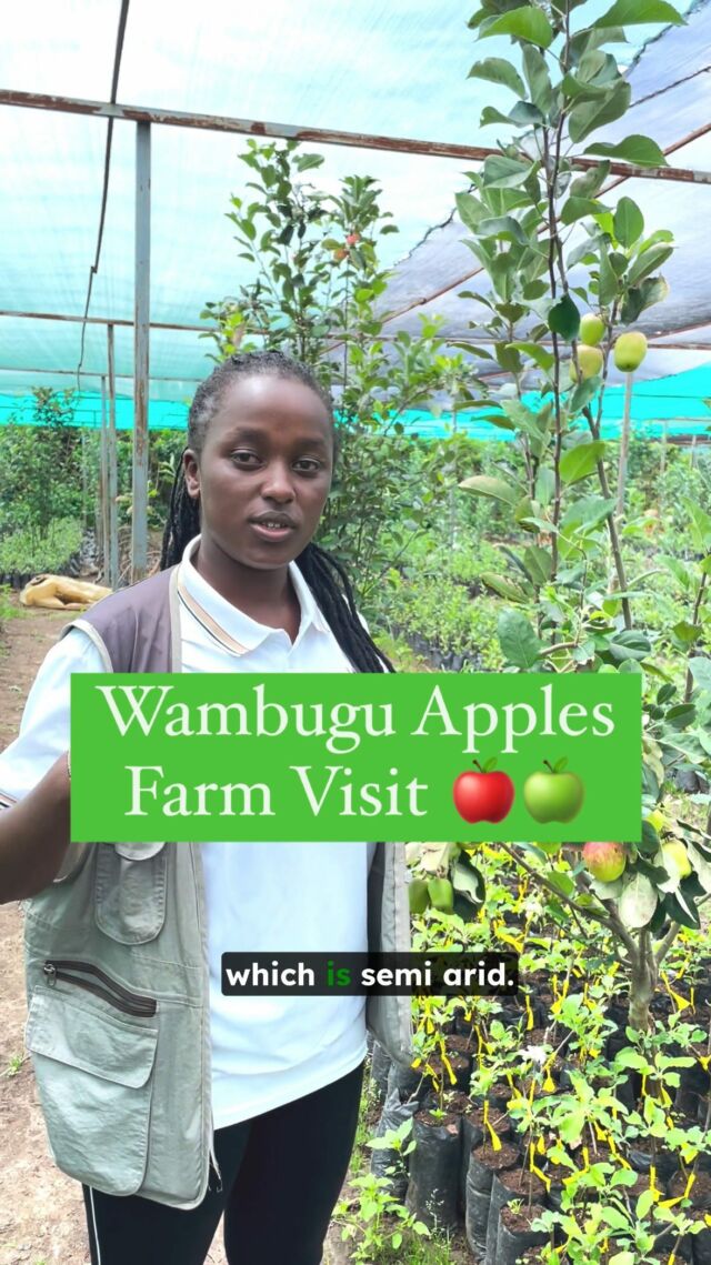 You’ve been loving 💚 the organic Ke-grown 🇰🇪 Wambugu apples on our website, so we headed down to where they are grown. 😃

If you haven’t tried them yet, you can check them out on our website! They are crisp & juicy, free from harmful chemicals so they are perfect for your kids too! 🙌🏽