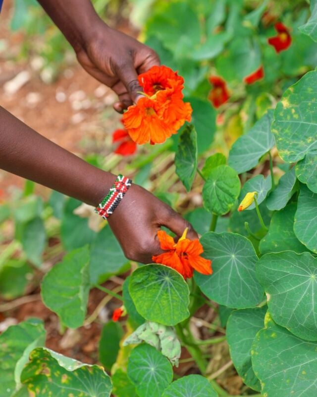 Veggies this fresh don’t sit around!😍 Every day we pick up freshly harvested organic veg from @mlangofarm 🥕🍅💚 grown sustainably without pesticides, chemicals, or synthetic fertilizers 🌿✨ 

That means every bite tastes amazing, feels clean, and leaves you feeling good inside. 😌

Going organic also helps the earth 🌎 with healthier soil, thriving pollinators, and a planet that thanks you!

Grab these delicious, responsibly grown veggies this week on our website or app and make your meals a little brighter. 😍