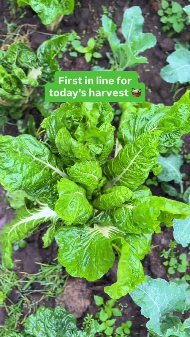 Mornings on the farm >>>> 👩🏾‍🌾🚜 the air is cool, the ground’s still damp…best way to start the day. 👌🏼