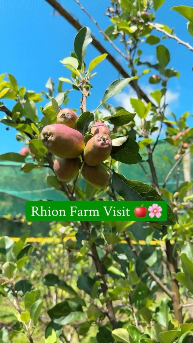 We recently had the chance to visit Rhion Farm, and honestly, it was one of those moments that reminds you why local food matters. 💚

This is where some of our Wambugu apples come from. Grown right here at Rhion Farm using purely organic farming methods. No synthetic fertilisers, no harsh pesticides. Just healthy soil, careful hands, and a deep respect for nature 🌿

What really stood out was their commitment to sustainable farming. Every apple is grown with the environment in mind, keeping impact low and letting nature lead. The result is fruit that’s fresh, juicy, naturally sweet, and full of real flavour 🍎✨

These apples are grown outdoors the way nature intended. Crunchy, satisfying, and honestly good. The kind of produce you feel good about feeding your family and yourself.

Knowing where your food comes from matters. And we’re proud to work with farmers like Rhion Farm who care as much as we do 💚